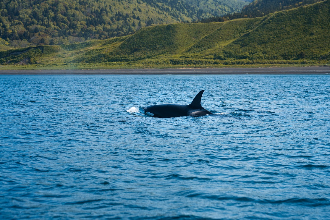Тур на Сахалин